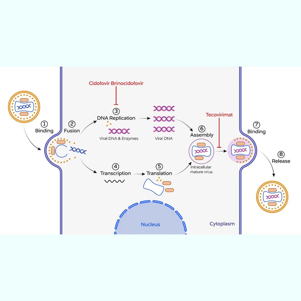 Illustrations biocanvas