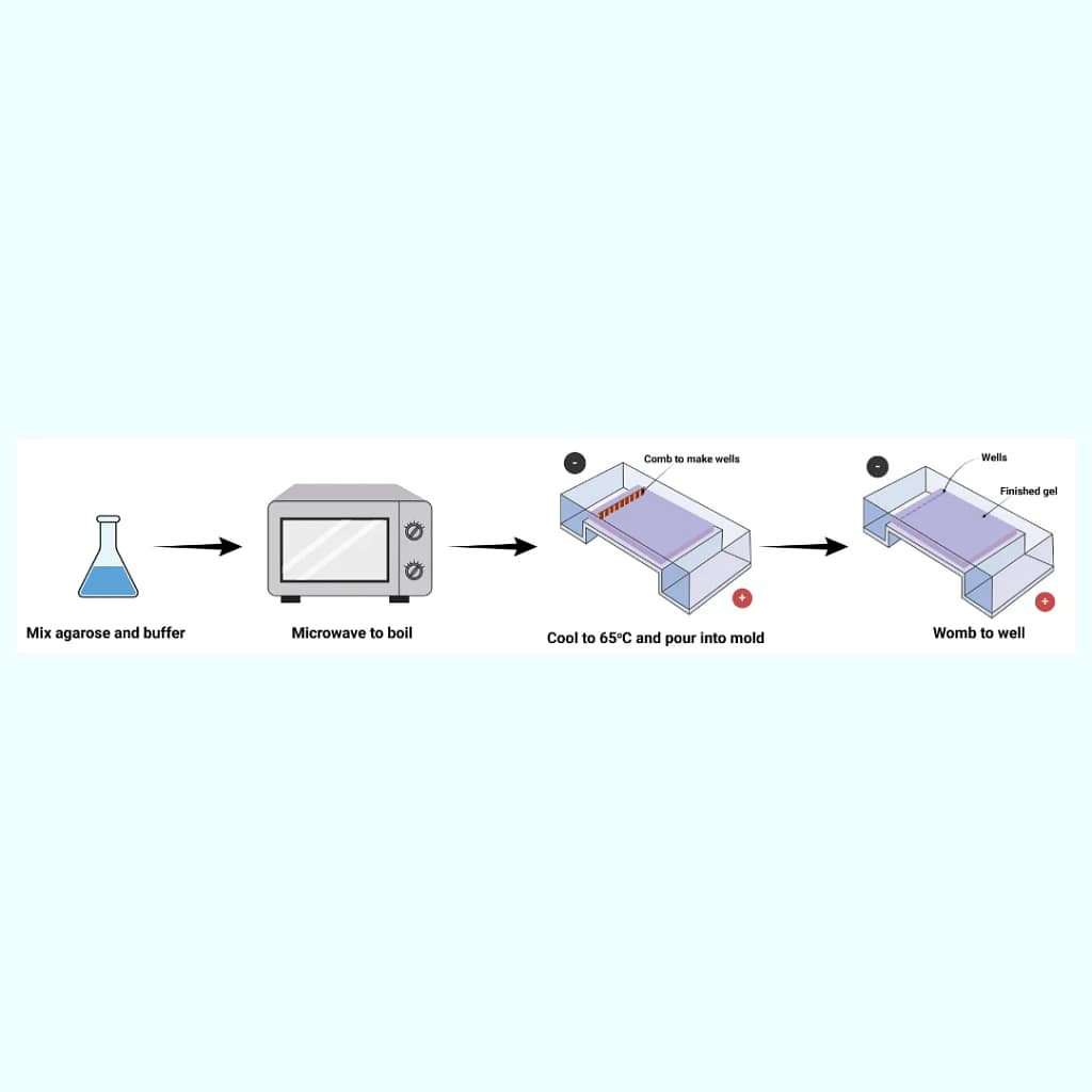 Lab experiment biocanvas